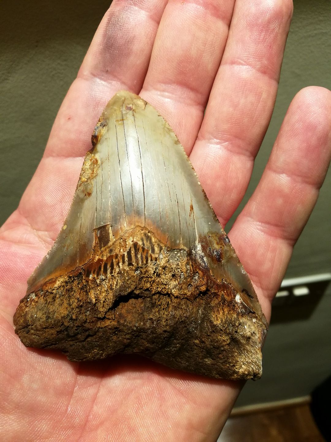 dinosaur shark tooth found