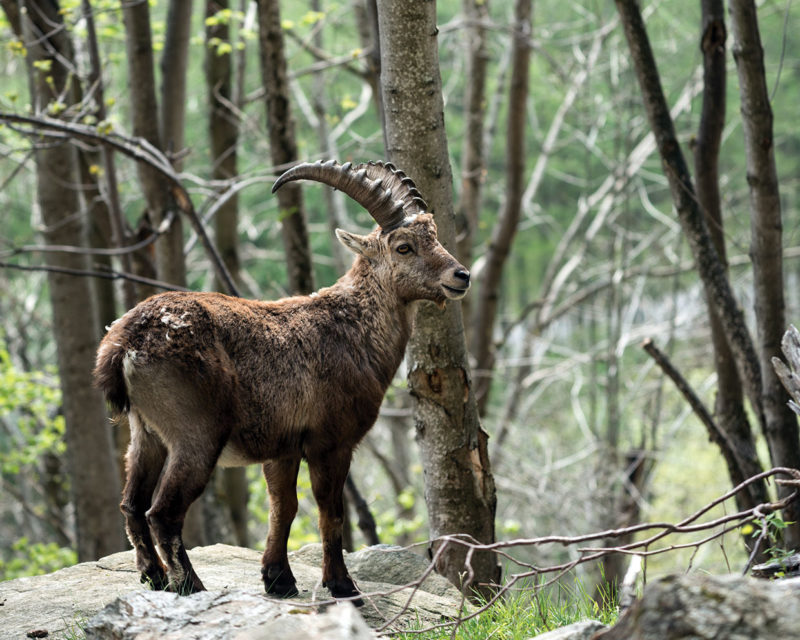 Alpine Ibex