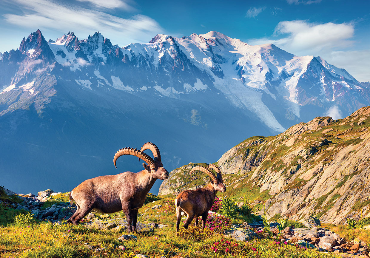 Alpine Ibex (Capra Ibex) on the Mont Blanc (Monte Bianco) Italian wildlife feature image