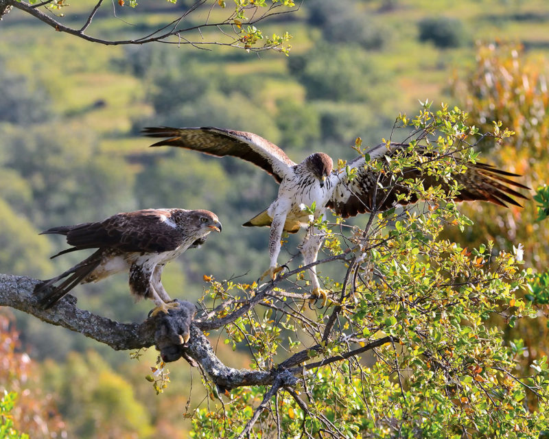 Bonelli's eagle couple on tree branch - Italian wildlife