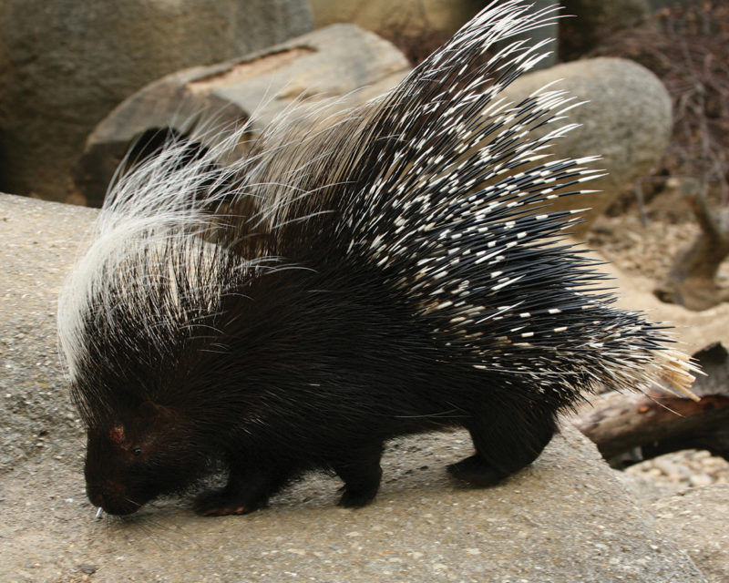 Crested Porcupine Italian Wildlife