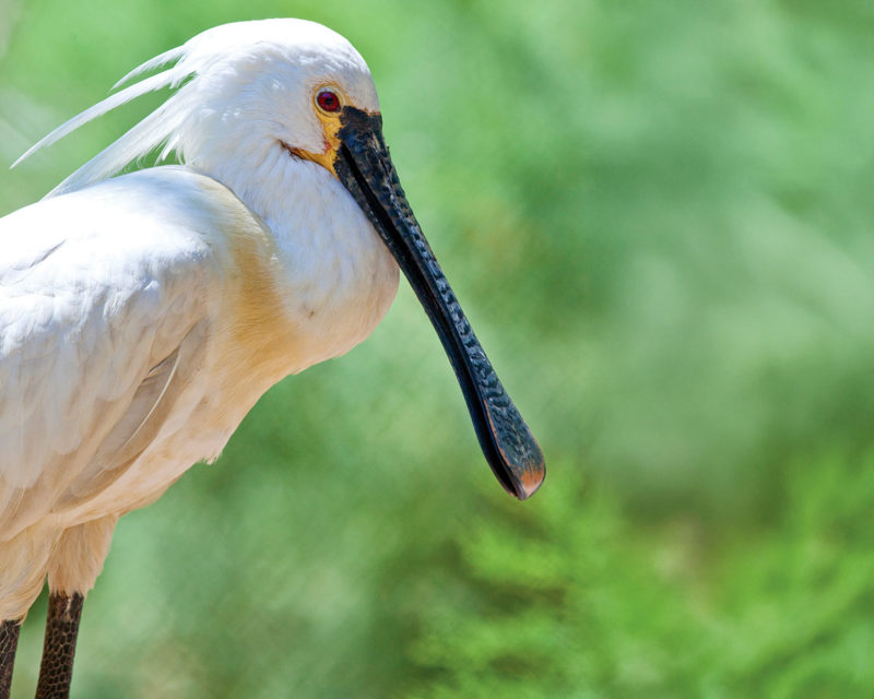 Eurasian spoonbill