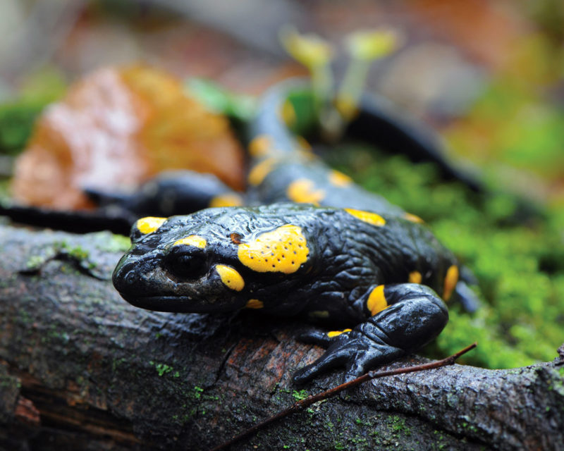 Fire Salamander