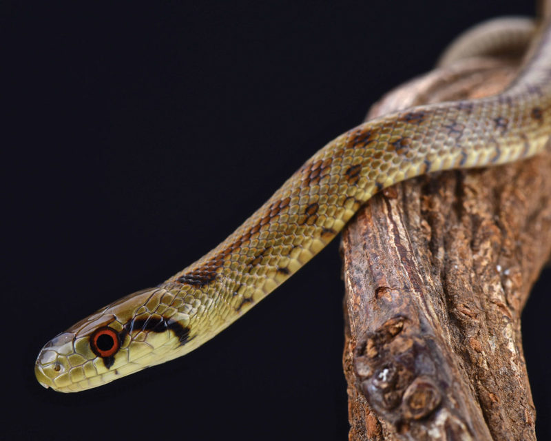 Italian Aesculapian Snake (Zamenis lineatus)