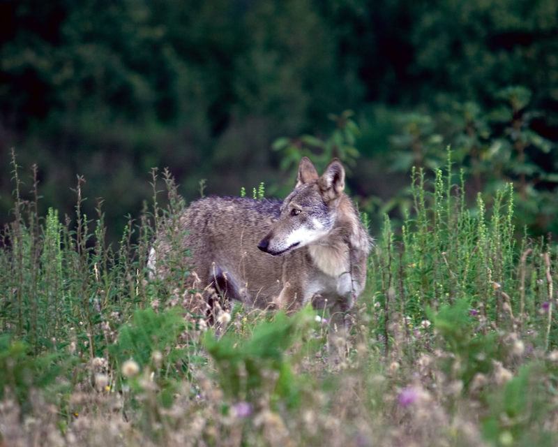 Italian wolf wildlife