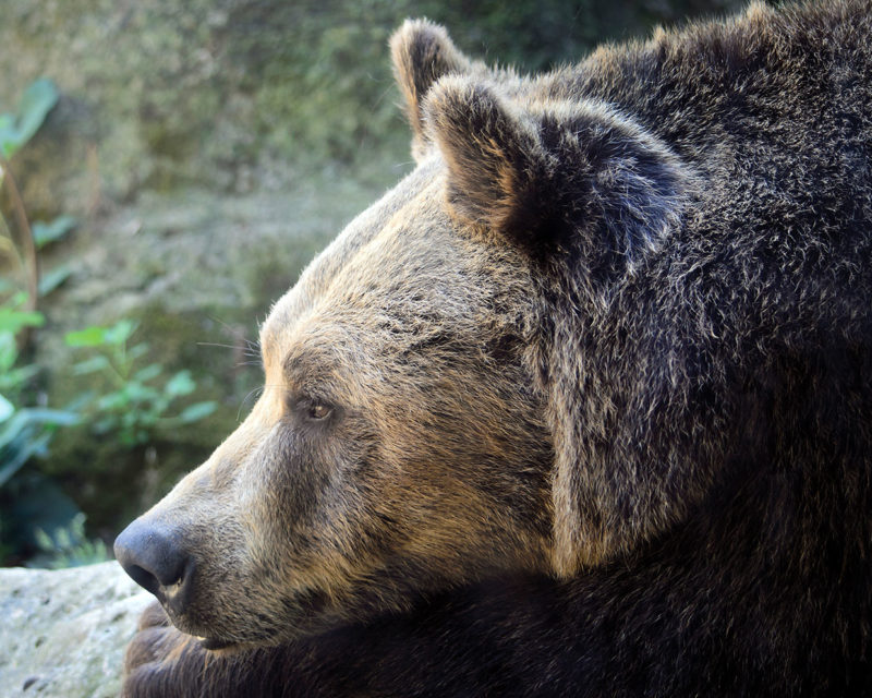 Marsican Brown Bear Resting