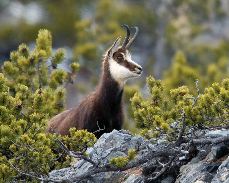 Pyrenean chamois