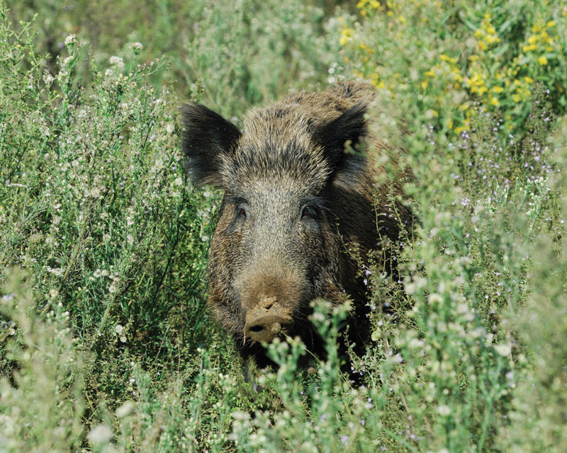 wild boar hidden in bush