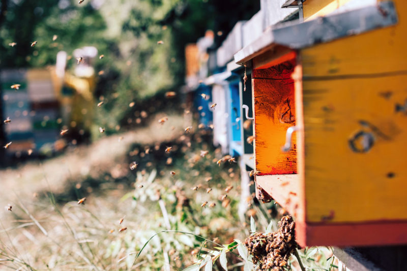 colourful beehives for beekeeping in Tuscany