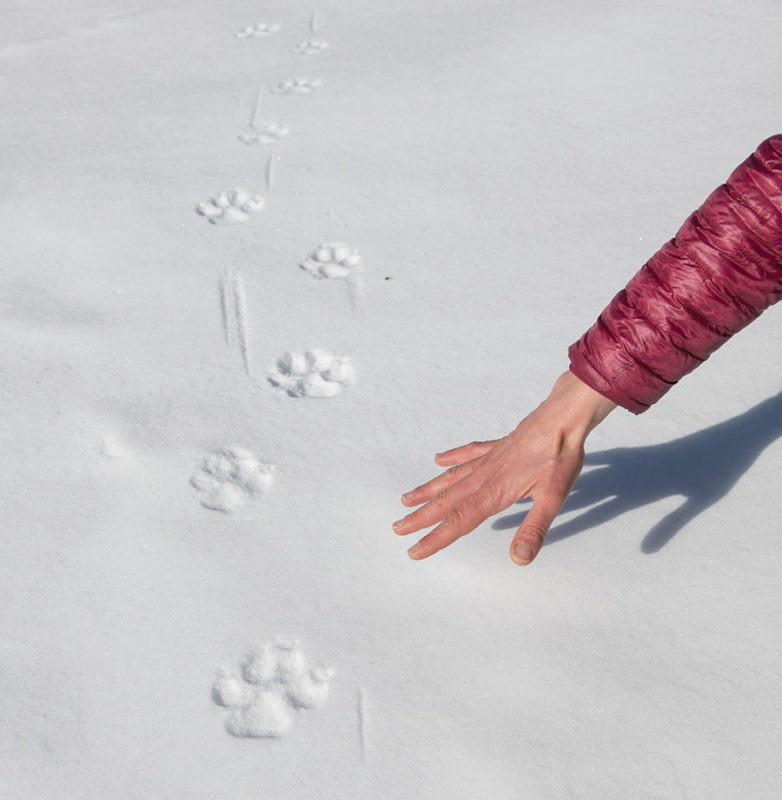 Leaders of the Pack: symbolism of the wolf in Italy - Italy Travel and Life