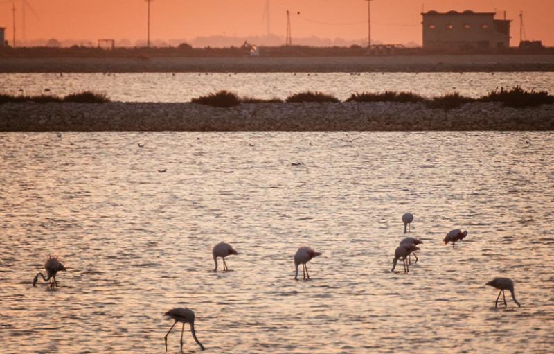 Colourful flamingos in the sunset in puglian nature reserve