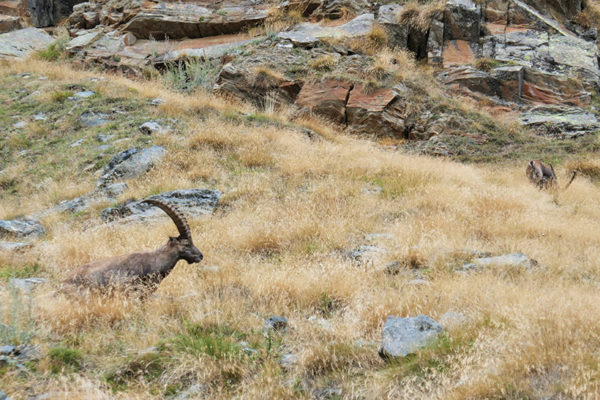  ibex in gran paradiso national park italy