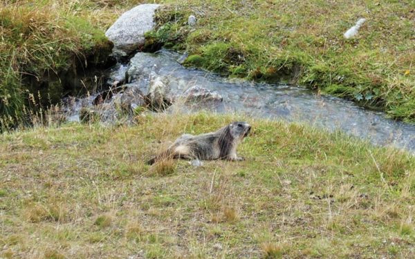 Marmot