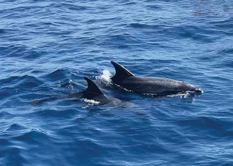 Dolphins sighted from sailing boat in sardinia